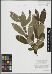 Foto von Salix appendiculata Vill.